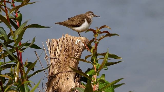 Кулики-перевозчики. Actitis hypoleucos. Птицы Беларуси. смотреть онлайн