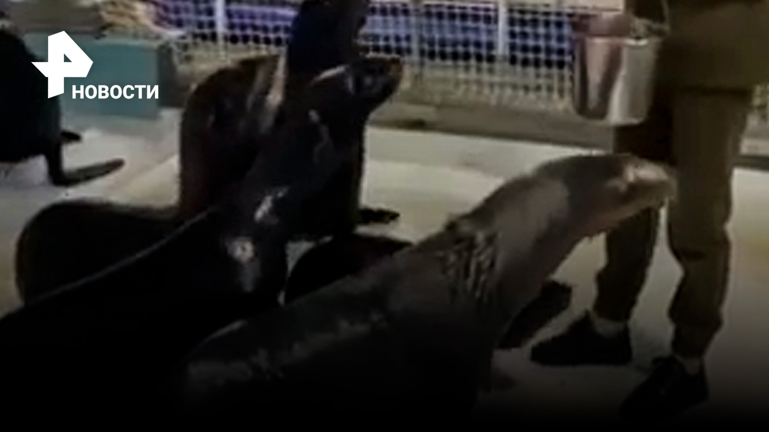 Морские котики из опасного дельфинария прибыли в Коктебель / РЕН Новости