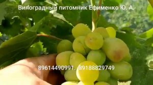 виноград Лимпопо