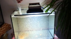 Попытка получение дафнии из заморозки (2)