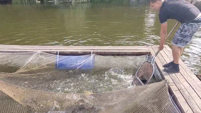 22.08.22 Запуск карпа 254.3 кг! смотреть онлайн