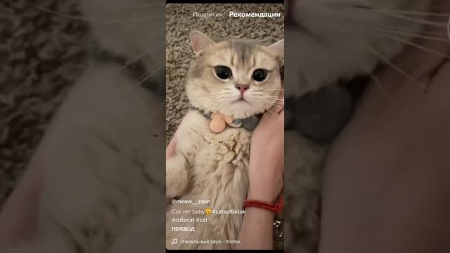 мем котфон #shorts #кот #мем #майнкрафт смотреть онлайн