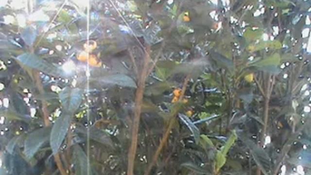 TANGO VERANO смотреть онлайн