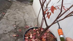 Обрезка голубики в октябре-ноябре. Ч. 6
