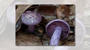 Cortinarius austroviolaceus - fungi kingdom