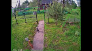 Рыжий кот хочет дружить .