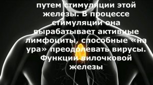 Серьезное омоложение - вилочковая железа