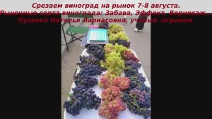 Срезаем на рынок Забаву, Эффект, Вернисаж, Велес, Мускат летний, Рембо, Талдун, Академик, Эмму.....