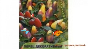 Перец декоративный Кроха (krokha) ? декоративный перец Кроха обзор: как сажать, семена перца Кроха