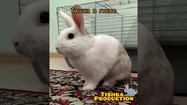 Кролик стучит лапами? смотреть онлайн