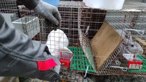 Обзор друга/Купить чашечную поилку "Удача" для кролиководства интернет магазин - Большой фермер