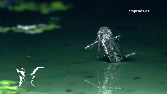 Так на свет появляется комар смотреть онлайн