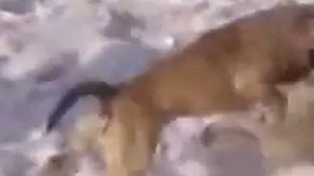 Бои животных Волк против собаки смотреть онлайн