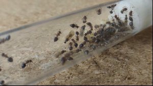 Муравьи-пчелки Meranoplus bicolor|Содержание,обзор