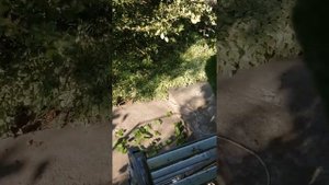 Обрезка неукрывного винограда часть3