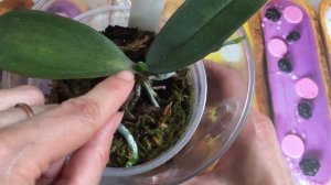 Стоит ли переживать, если орхидея не растет?