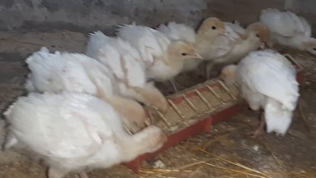 Вес бройлера в месяц на вольном выгуле