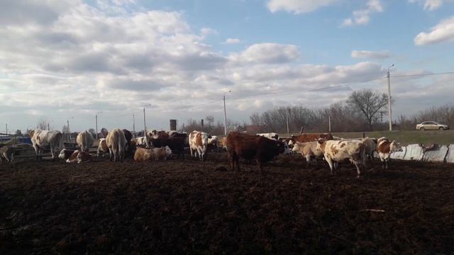 Симменталы . Кормление дойного стада.