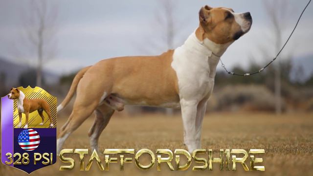 EN GÜÇLÜ ÇENE GÜCÜNE SAHİP 10 KÖPEK SIRALAMASI #kangal #pitbull doberman смотреть онлайн