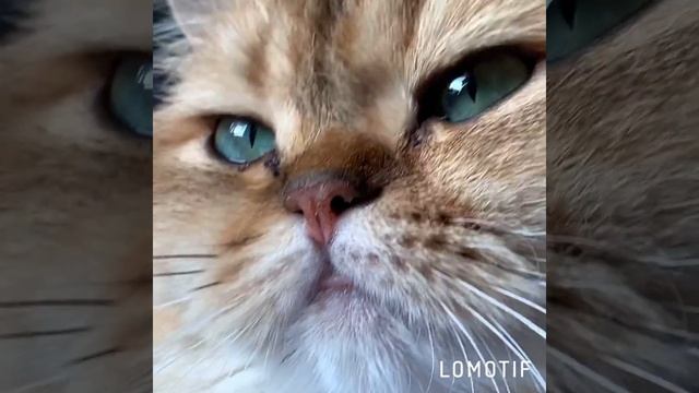 Золотые британские шиншиллы MimisolCats. British shorthair golden cats