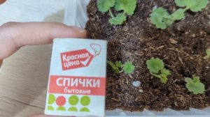 Пеларгония/Dynasty Daji /укоренение "домиков"