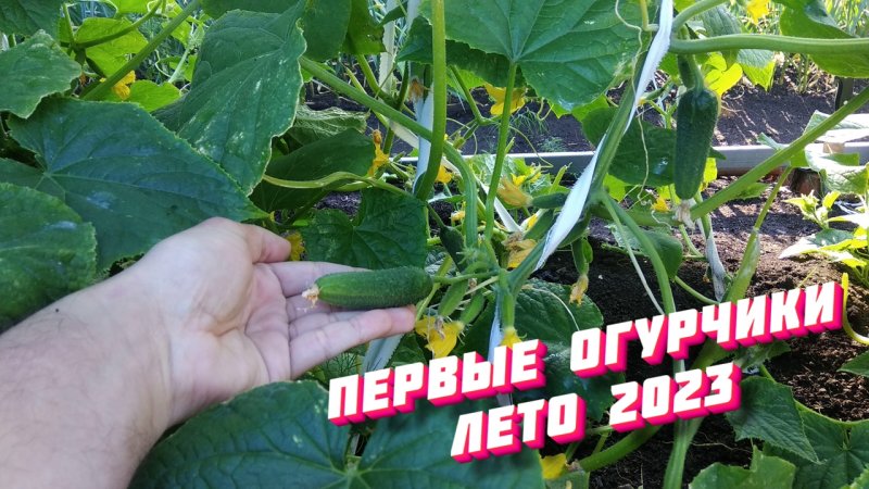 Первые огурчики - Лето 2023