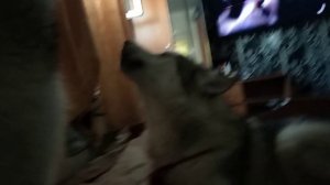 маламут поёт