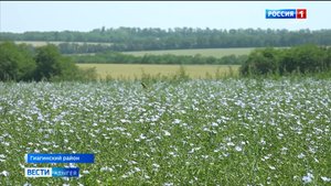 Впервые, но пока - только на одном поле, в Адыгее - вырос лён