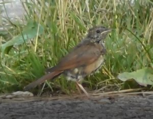 Слёток. Восточный Соловей, Luscinia luscinia, 23.07.2022, Вяжищи, Новгородская область