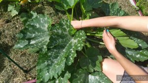 Формирование кабачков