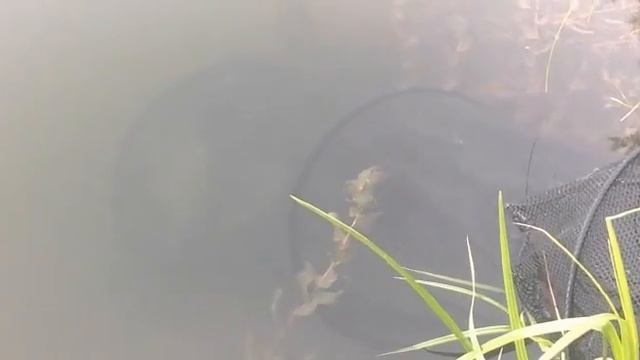 Рыбалка.Лещ.Ночной улов.Урал