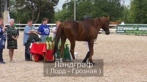 БУДЕННОВСКАЯ порода лошадей, кобылы и жеребцы #ИППОсфера 2021