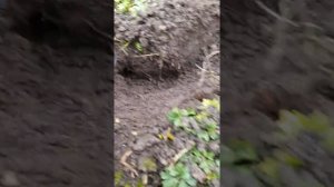 Конструкция электро  кротоловки.