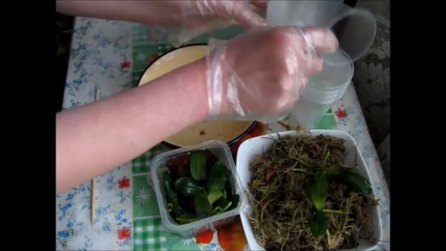 Орхидеи из фласки смотреть онлайн