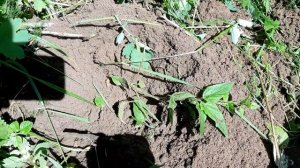 СТАРИННЫЕ МЕСТА РАДУЮТ! Поиск с металлоискателем "Fisher F11". #3