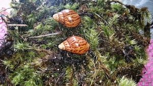 Распаковка новых улиточек. Шикарные улитки. Долгожданная распаковка. Заселение улиток.