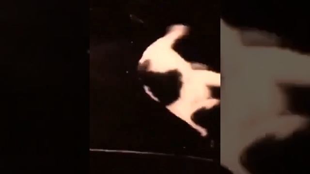 Поведение разных животных в невесомости. смотреть онлайн