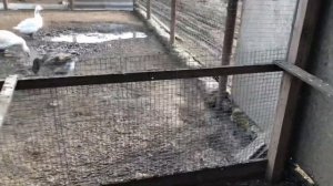 Как приручить голубя к новому дому/ Николаевские голуби Андрея Животовского/