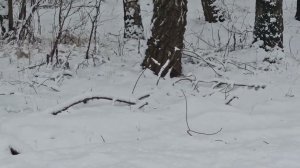 Ласка в Ульяновском лесопарке рядом с Ново-Переделкино