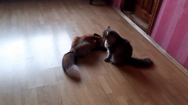 ЛисЯша. Кот обнимает лисий хвост