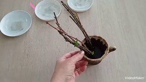 Зверобой-декоративный кустарник в любое время