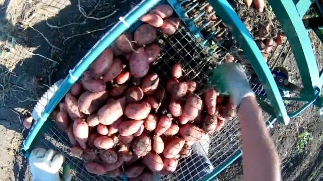 Уборка картофеля 2020 самодельной картофелекопалкой!