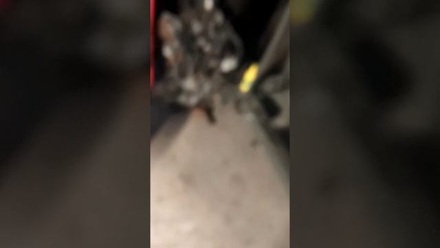 2003 Volkswagen beetle 2.0 engine swap(2) смотреть онлайн