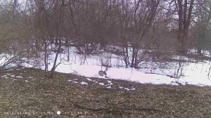 26.03.2024 Волгоградская область. Заяц пришёл на обед.