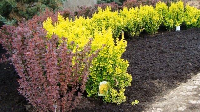 БАРБАРИС ДЕКОРАТИВНЫЕ КУСТАРНИКИ