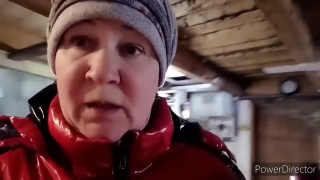 ВСЁ-ТАКИ РИСКНУЛИ... и ВЫПУСТИЛИ КОРОВ ГУЛЯТЬ? смотреть онлайн