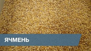 Сортировка Ячменя / Barley Sorting