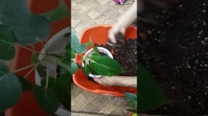 Пересадка Фикуса Священный Эдем,выращенный из семечка.