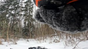 Охота на секача. Охота с лайками. Закрытие сезона 22/23.