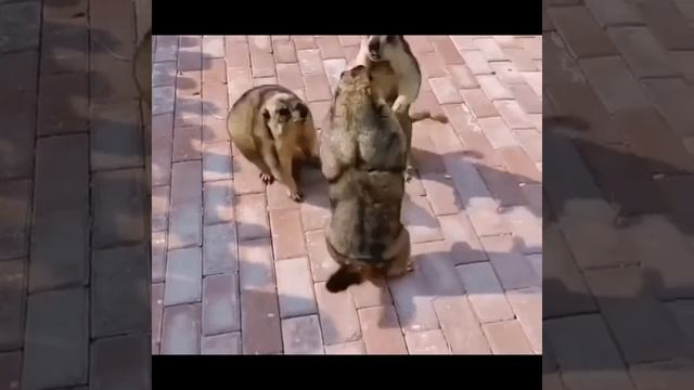 три товарища смотреть онлайн